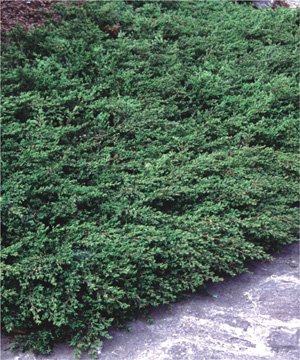Borievka obyčajná Barton, Juniperus communis 40 - 50 cm, kont. 3l