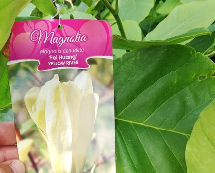 Magnólia denudata Yellow River Fei Huang, Magnolia denudata, kont 3l, 50 – 80 cm