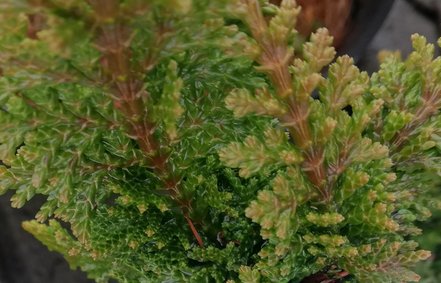 Cypruštek tupolistý Filicoides , Chamaecyparis obtusa, 15 - 20 cm, kont. 3l