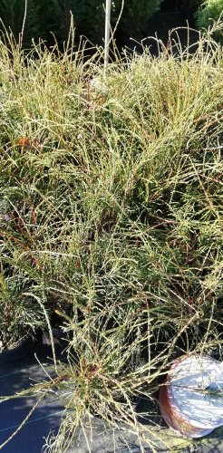 Tuja západná Filiformis , Thuja occidentalis 20 - 60 cm, kont. 3l