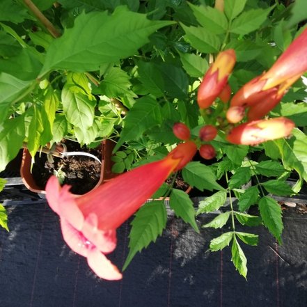 Trúbkovec koreňujúci Flamenco, Campsis radicans,  kont. 3l.