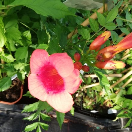 Trúbkovec koreňujúci Flamenco, Campsis radicans,  kont. 3l.