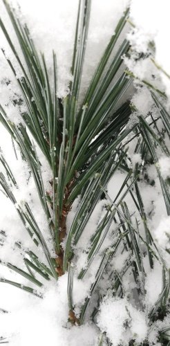 Borovica ohybná Vanderwolf's pyramid, Pinus flexilis, kontajner 20l, 100 – 125 cm