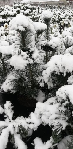 Borovica ohybná Vanderwolf's pyramid, Pinus flexilis, kontajner 20l, 100 – 125 cm