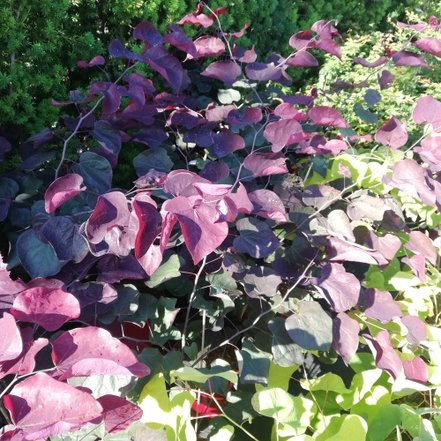 Judášovec kanadský Forest Pansy, Cercis canadensis, 30 – 70 cm, kontajner 5l