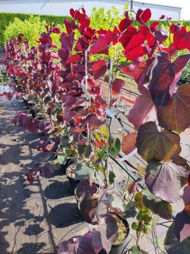 Judášovec kanadský Forest Pansy, Cercis canadensis, 160 – 180 cm, kontajner 15l