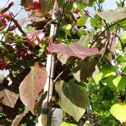 Judášovec kanadský Forest Pansy, Cercis canadensis, 30 – 70 cm, kontajner 5l