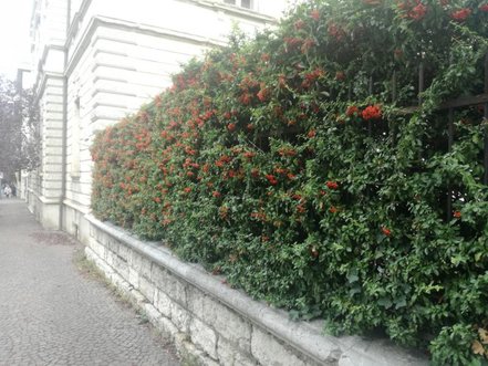 Hlohyňa šarlatová Orange Glow, Pyracantha coccinea, + 35 cm, kontajner 2l