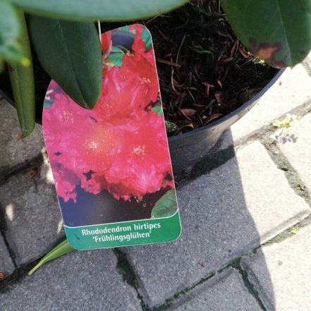Rododendron Frühlingsglühen  , Rhododendro, 40 - 60 cm, kont. 4l