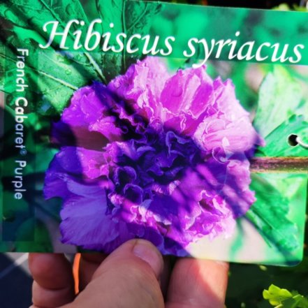 Ibištek sýrsky French Cabaret Purple, Hibiscus syriacus, kontajner 3l