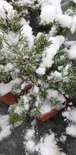 Borovica lesná Frensham, Pinus sylvestris, 30 - 40 cm, kont. 3l