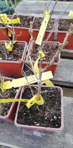 Rakytník rešetliakový Friesdorfer Orange, Hippophae rhamnoides, kontajner 3l,+ 100 cm