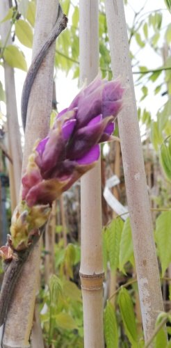 Wisteria vznešená Ikoyama Fuji, Wisteria floribunda, +170 cm, kontajner 10l