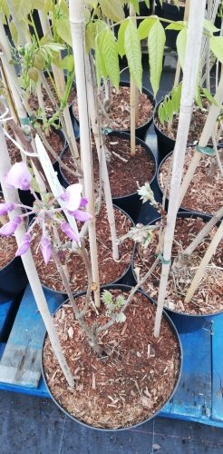 Wisteria vznešená Ikoyama Fuji, Wisteria floribunda, +170 cm, kontajner 10l