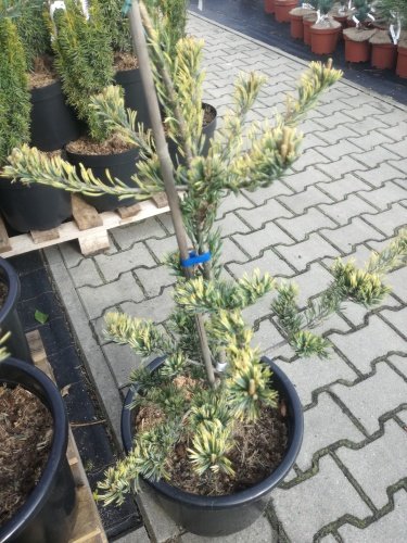 Borovica drobnokvetá Fukai, Pinus parviflora, kontajner C3 ,30-60 cm