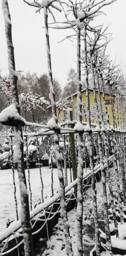 Lipa malolistá Green Globe, Tilia cordata, + 290 cm, kontajner 20l