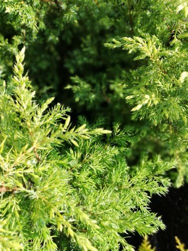 Borievka obyčajná Gold Cone, Juniperus communis 20 - 25 cm, kont. 3l