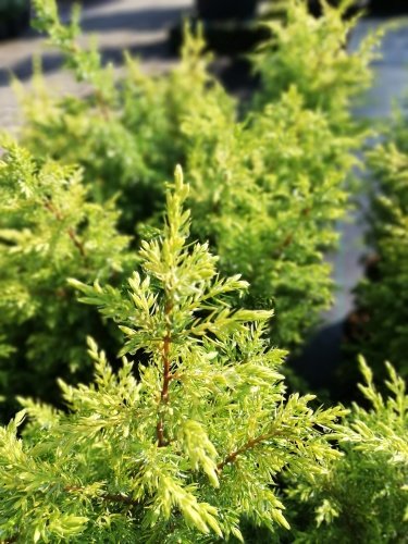 Borievka obyčajná Gold Cone, Juniperus communis 20 - 25 cm, kont. 3l