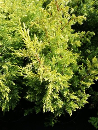 Borievka obyčajná Gold Cone, Juniperus communis 20 - 25 cm, kont. 3l