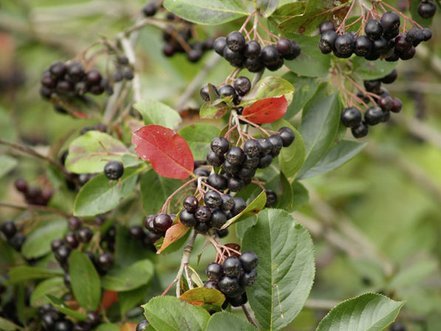 Arónia čiernoplodá Galicjanka, Aronia melanocarpa kont .1l