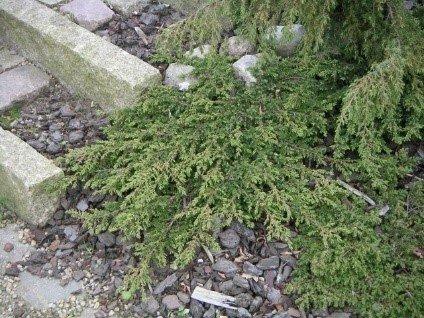 Borievka obačajná Green Carpet, Juniperus communis 20 - 30 cm, kont. 3l