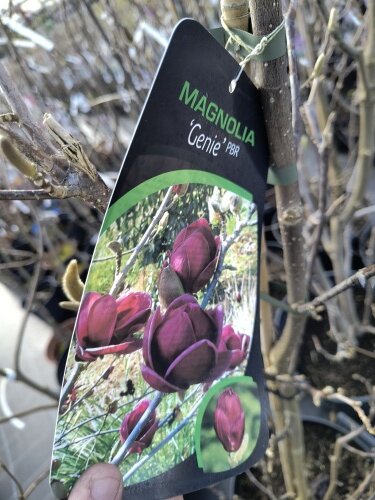 Magnólia Genie, + 200 cm, kont. 15 l