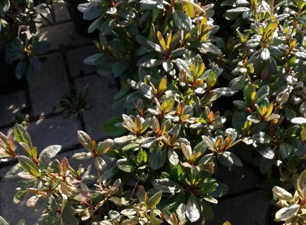 Azalka japonská Georg Arends, Rhododendron obtusum, kont. 2l