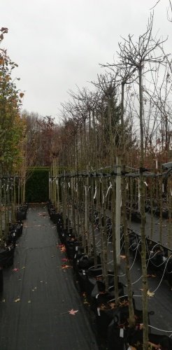 Lipa malolistá Green Globe, Tilia cordata, + 290 cm, kontajner 20l