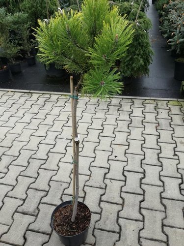 Borovica horská Golden Glow na kmienku, Pinus mugo 85 - 90 cm, kont. 5l