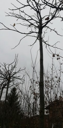 Lipa malolistá Green Globe, Tilia cordata, + 290 cm, kontajner 20l