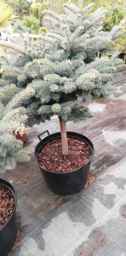 Smrek pichľavý Glauca Globosa (na kmeni), Picea pungens 60 - 70 cm, kont. 10l