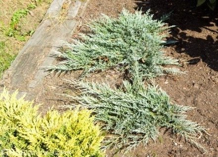 Borievka plazivá Glacier, Juniperus horizontalis 20 cm, kont. 3l