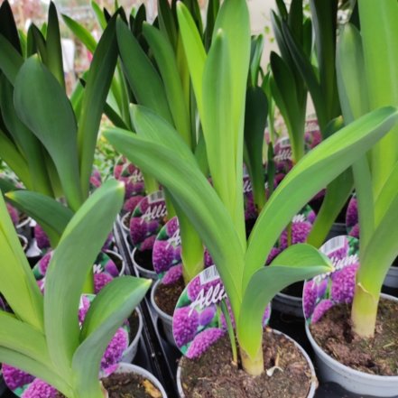 Cesnak obrovský Gladiator, Allium giganteum , kont. 3l