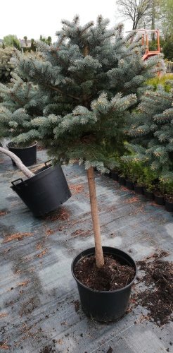 Smrek pichľavý Glauca Globosa (na kmeni), Picea pungens + 120 cm, kont. 10l