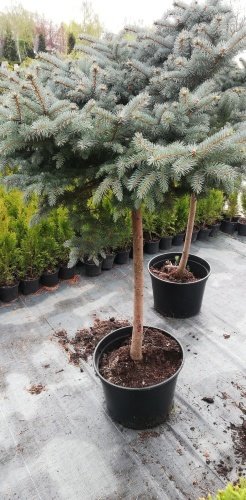 Smrek pichľavý Glauca Globosa (na kmeni), Picea pungens + 120 cm, kont. 10l