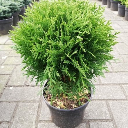 Tuja západná Globosa,  Thuja occidentalis, 30 – 50 cm, kontajner 3l