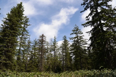 Smrek Glehnov, Picea glehnii, 35 – 80 cm, kont. 5l