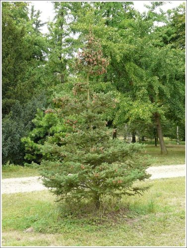 Smrek Glehnov, Picea glehnii, 35 – 80 cm, kont. 5l