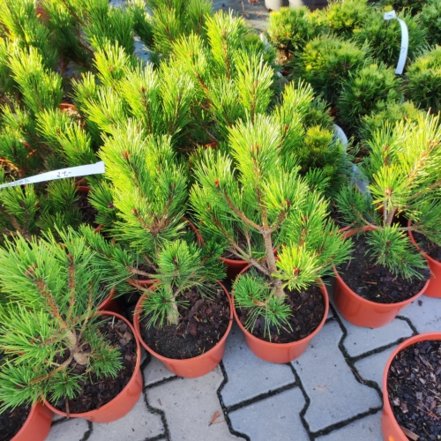 Borovica čierna  Globosum , Pinus nigra 20 - 40 cm, kont. 3l