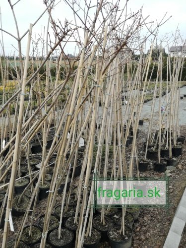 Javor Mliečny Globosum,  Acer platanoides, 150-220 cm, kontajner 4l