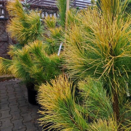 Borovica ťažká Gold, Pinus ponderosa. kont. 60 l + 180 cm