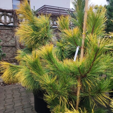 Borovica ťažká Gold, Pinus ponderosa. kont. 60 l + 180 cm