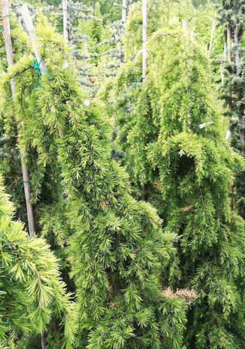 Céder Himalajský Golden Cascade, Cedrus deodara, +120 cm, kontajner 3l