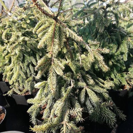 Smrek obyčajný Gold Drift, Picea abies , 20 – 25 cm, kont. 3l