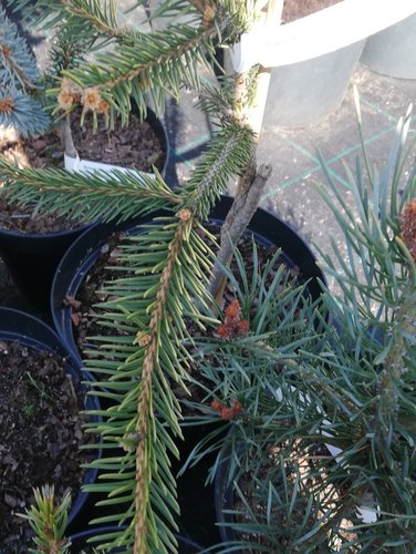 Smrek obyčajný Gold Drift, Picea abies , 20 – 25 cm, kont. 3l