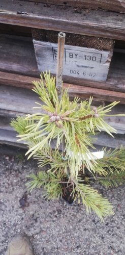 Borovica lesná Gold Medal, Pinus sylvestris, 30 - 40 cm, kont. 1l