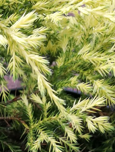 Borievka čínska Gold star, Juniperus chinensis x pfitzeriana, kont. 3l