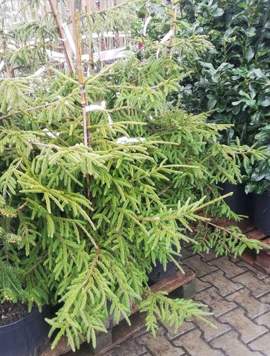 Smrek východný Gold Start, Picea orientalis + 100 cm, kont. 20l