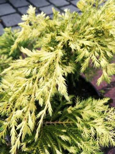Borievka čínska Gold star, Juniperus chinensis x pfitzeriana, kont. 3l