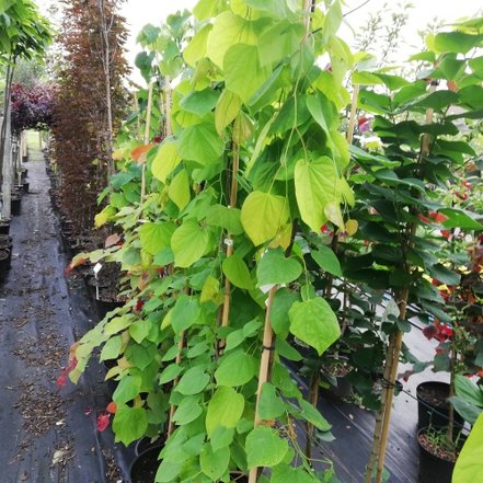 Judášovec kanadský, Cercis canadensis, Golden Falls, 160 – 200 cm, kontajner 15l